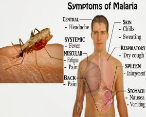 ubat malaria